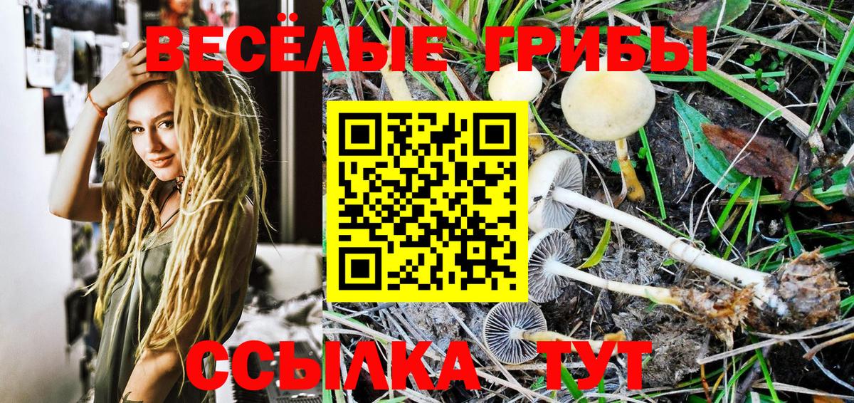 Тихвин  Псилоцибиновые грибы Psilocybine cubensis  Вход с VPN 